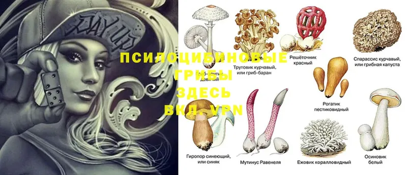 где купить   Костомукша  Псилоцибиновые грибы Psilocybe 